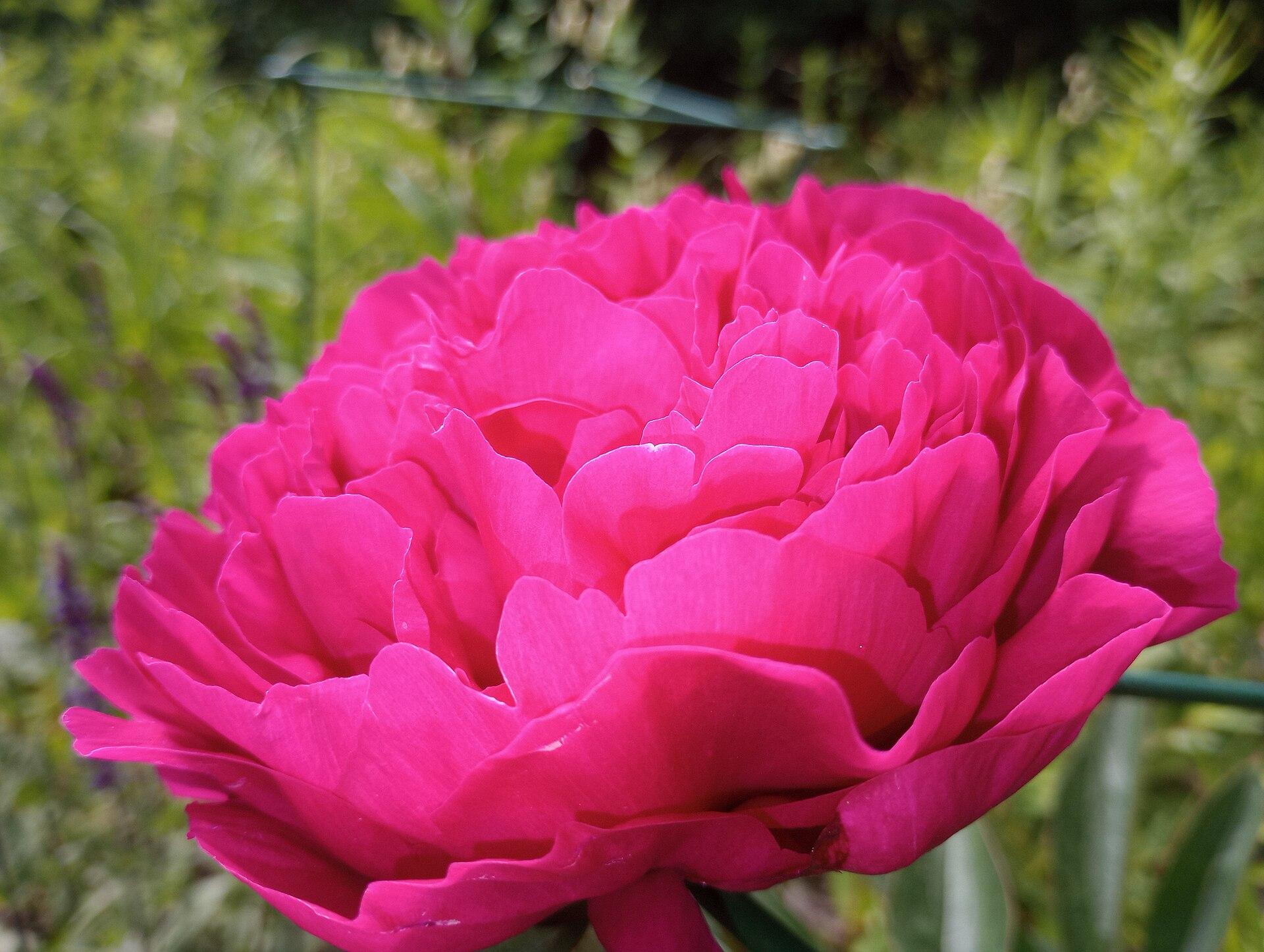 A pink peony in full bloom