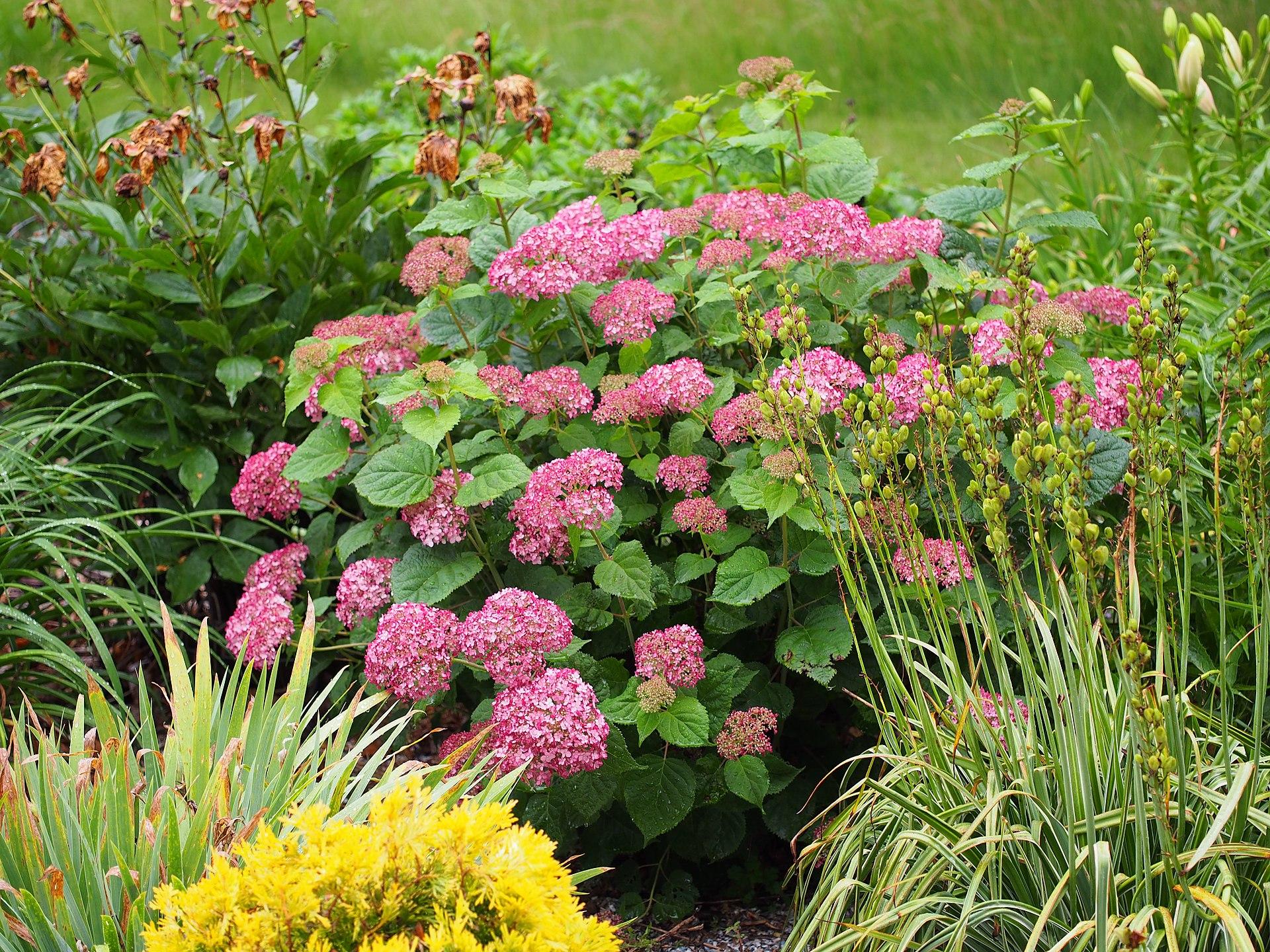 Hydrangea in bloom
