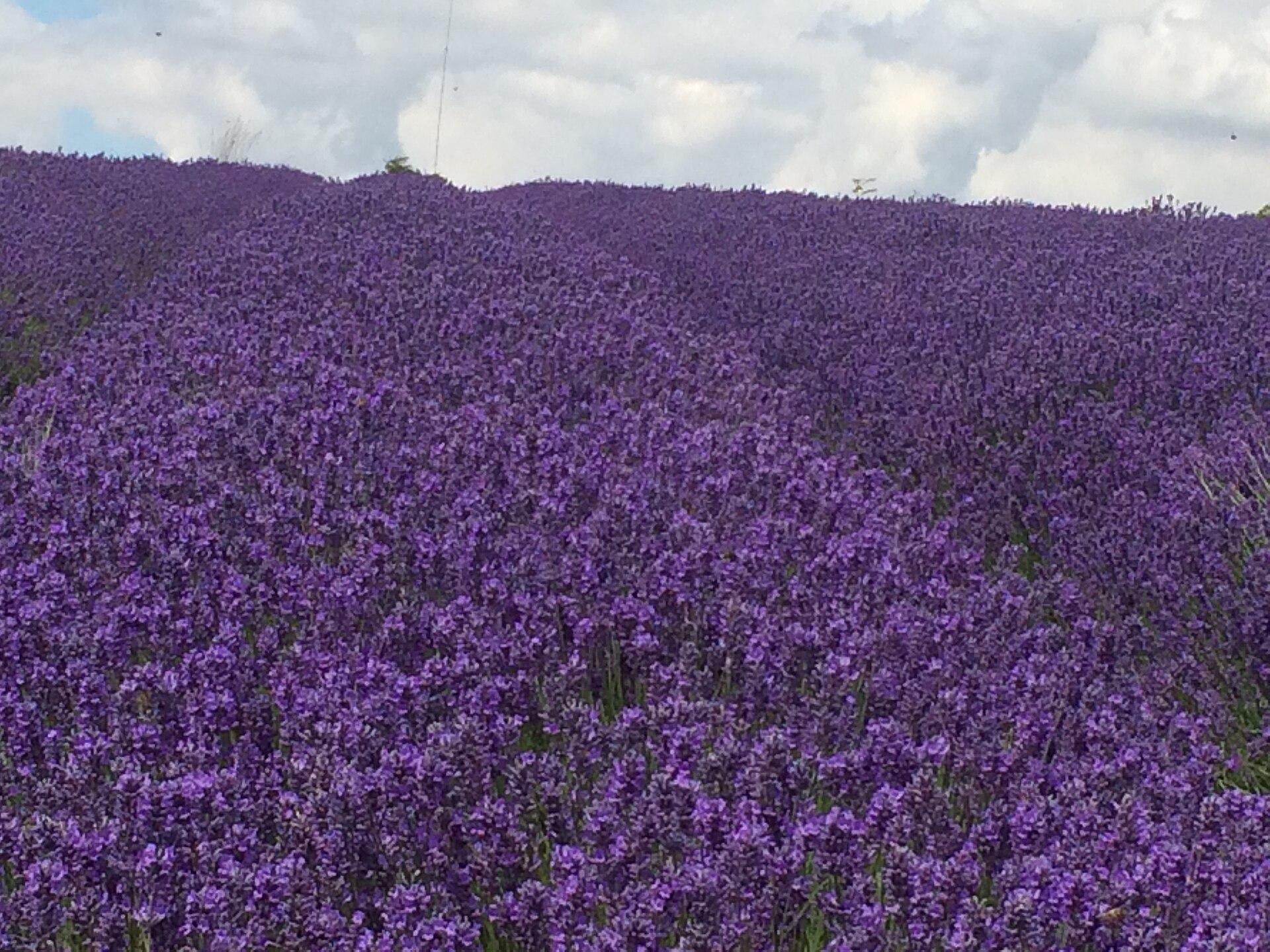 Lavender field