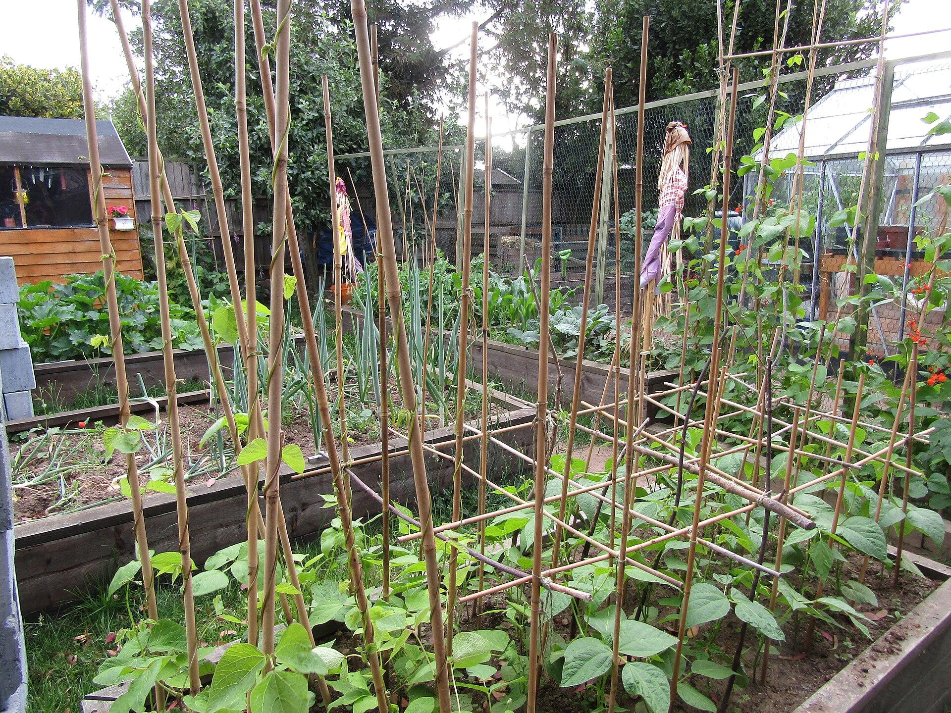 Raised vegetable beds
